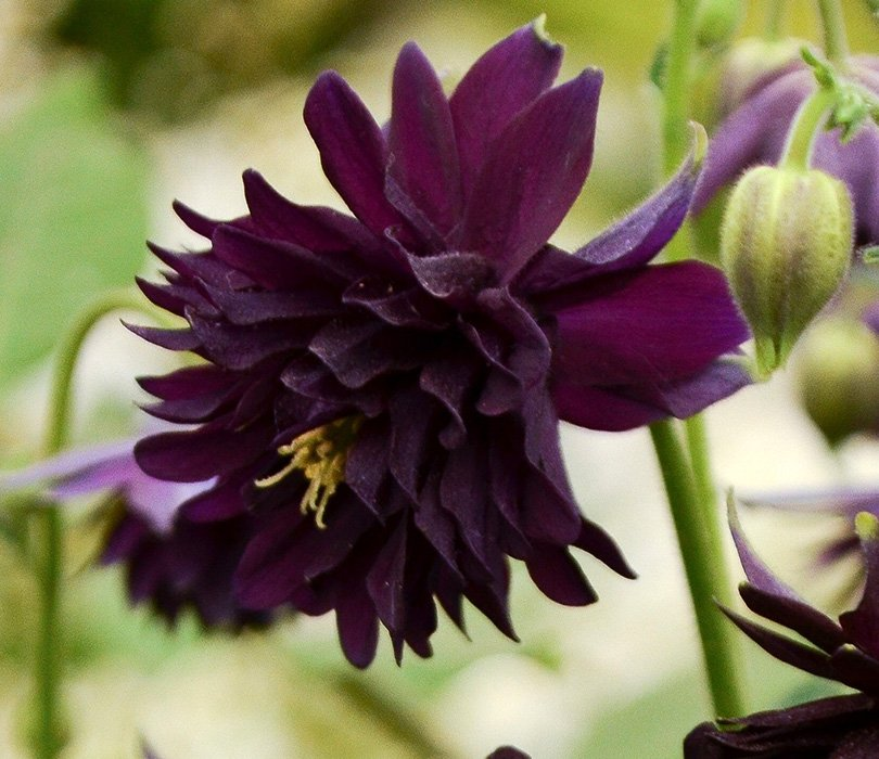 Превью изображения