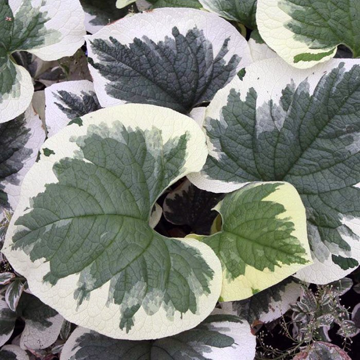 Превью изображения