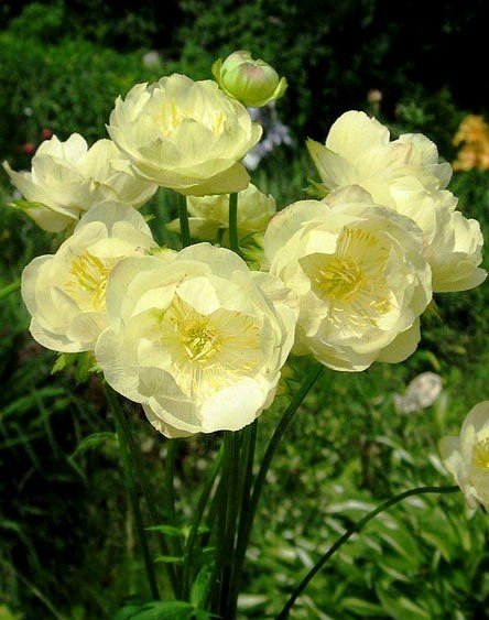 Превью изображения