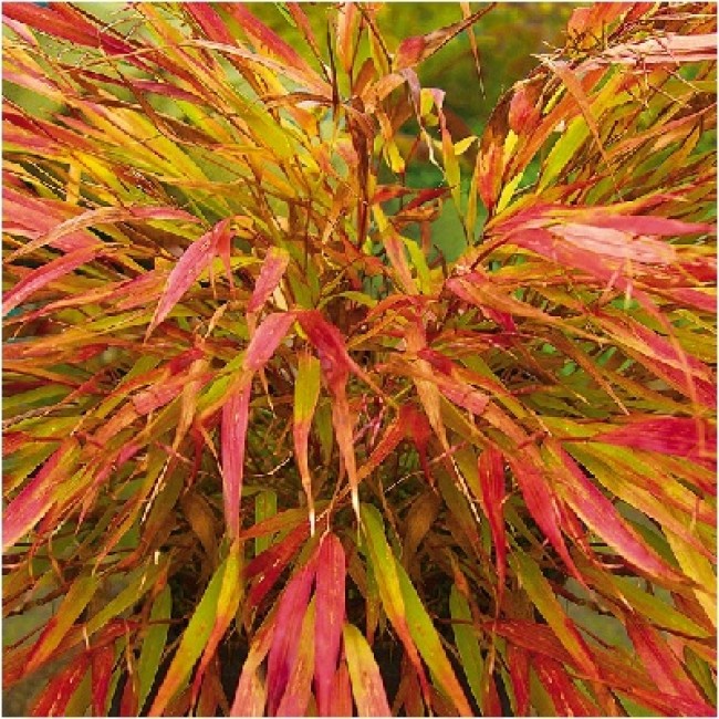 Превью изображения