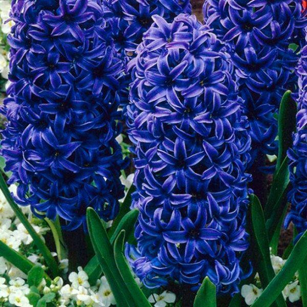 Превью изображения