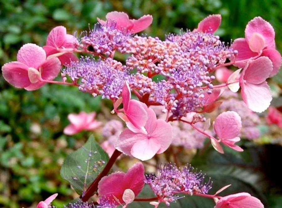 Превью изображения