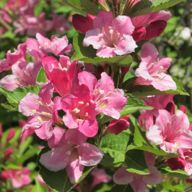 Превью изображения