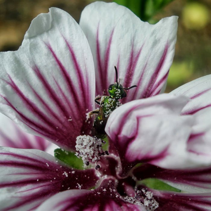 Превью изображения