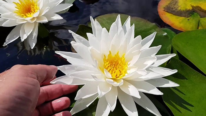 Превью изображения