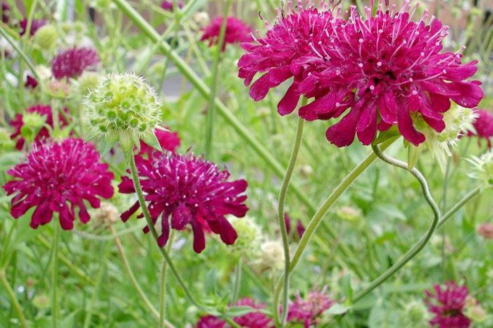 Превью изображения