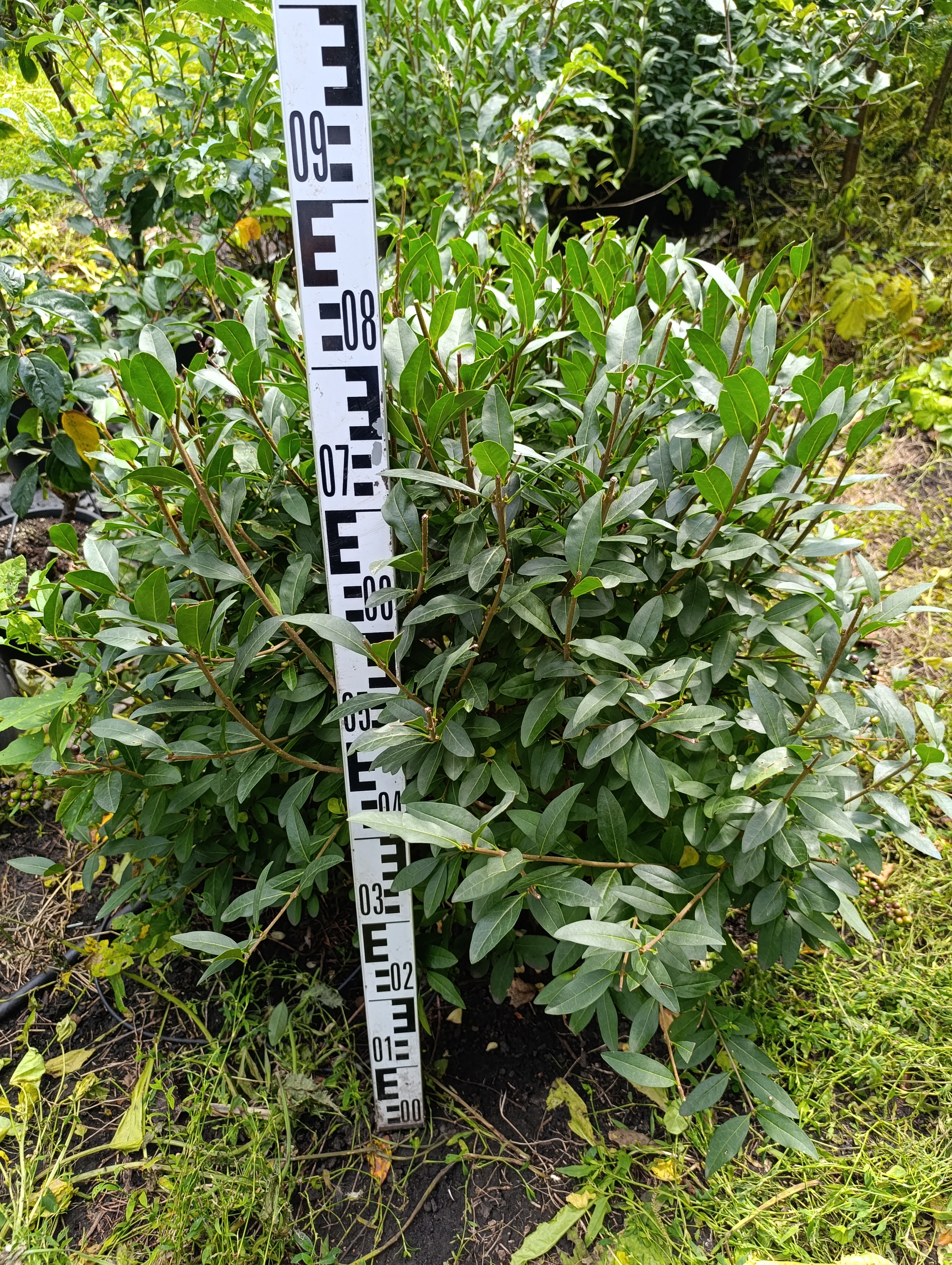 Превью изображения