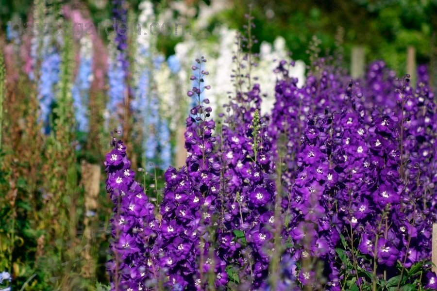 Превью изображения