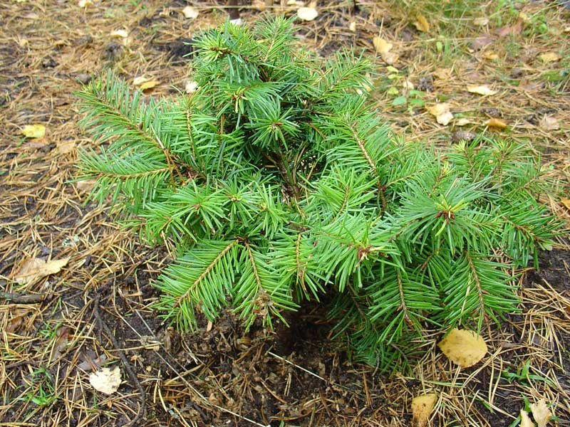 Превью изображения