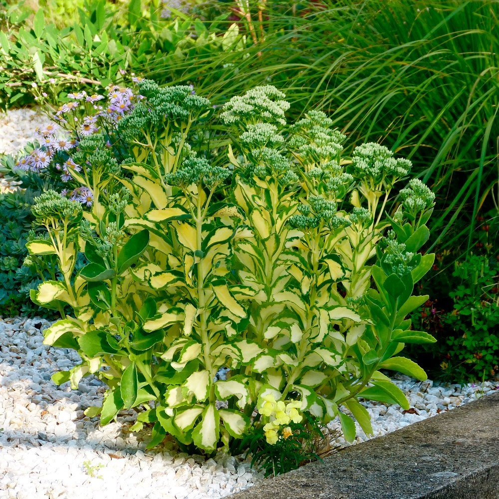 Превью изображения