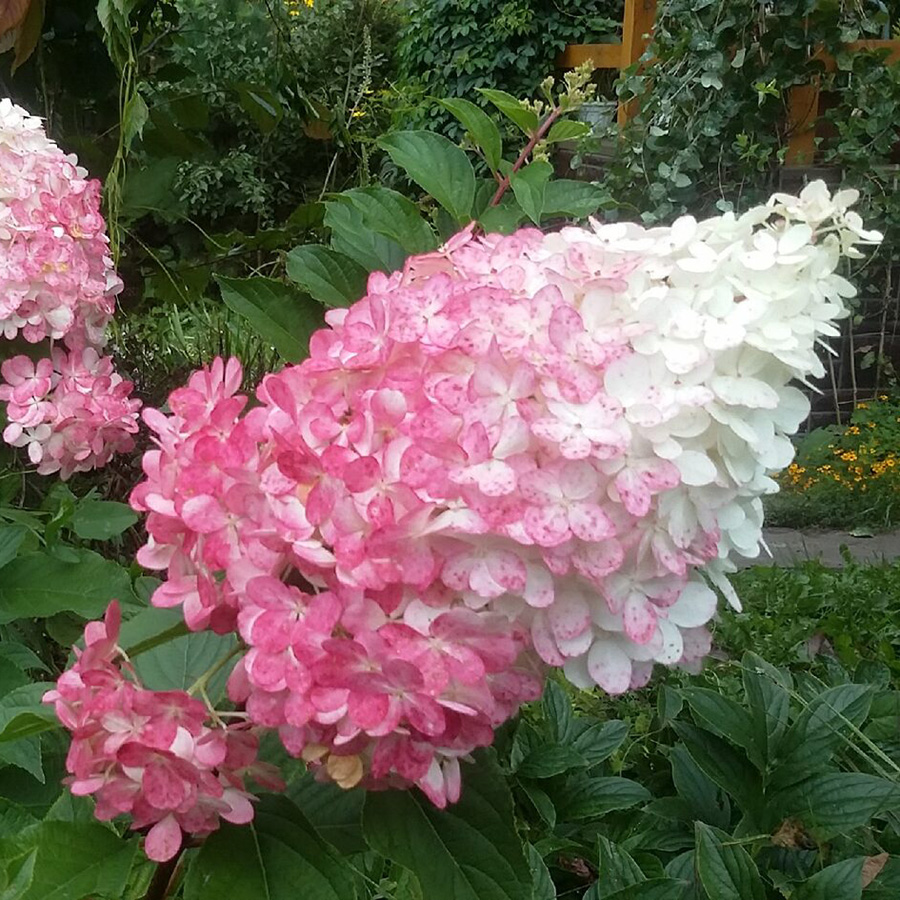 Превью изображения