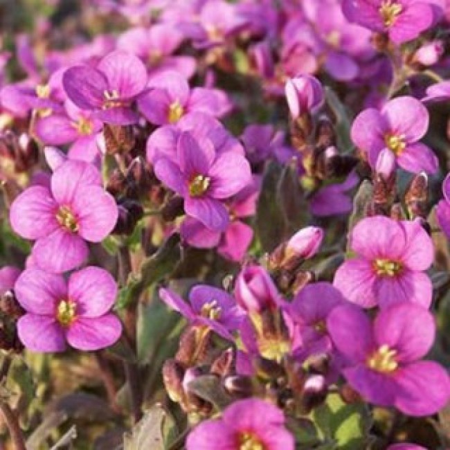 Превью изображения