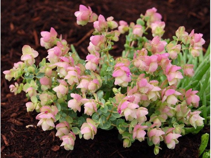 Превью изображения