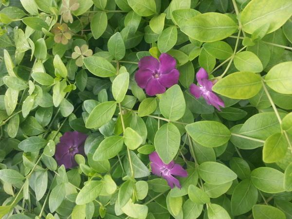 Превью изображения