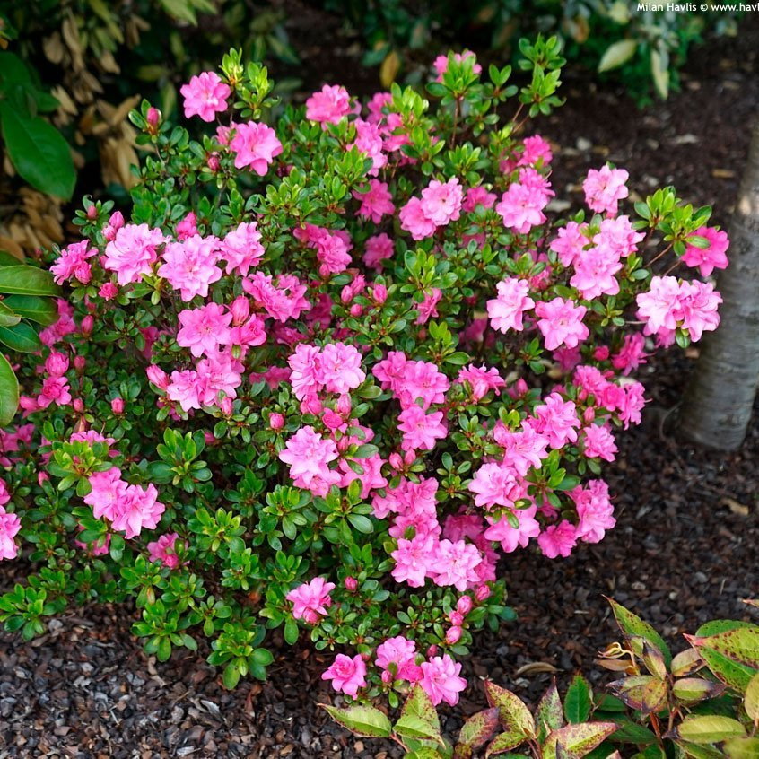 Превью изображения