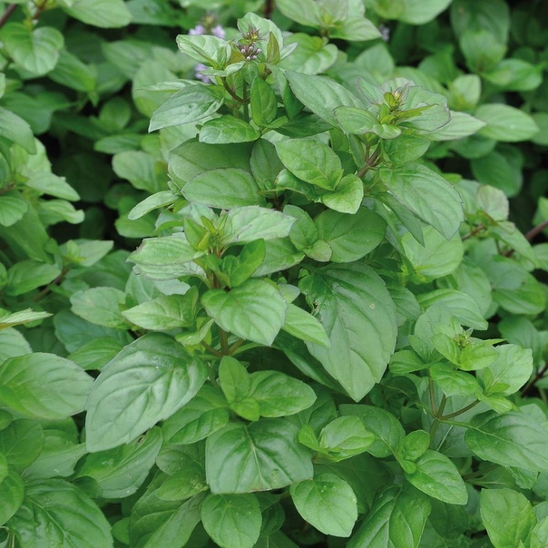 Превью изображения