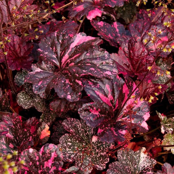 Превью изображения