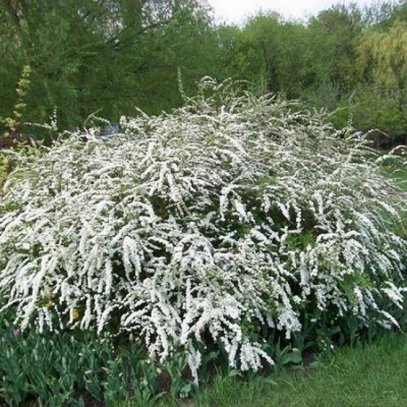 Превью изображения