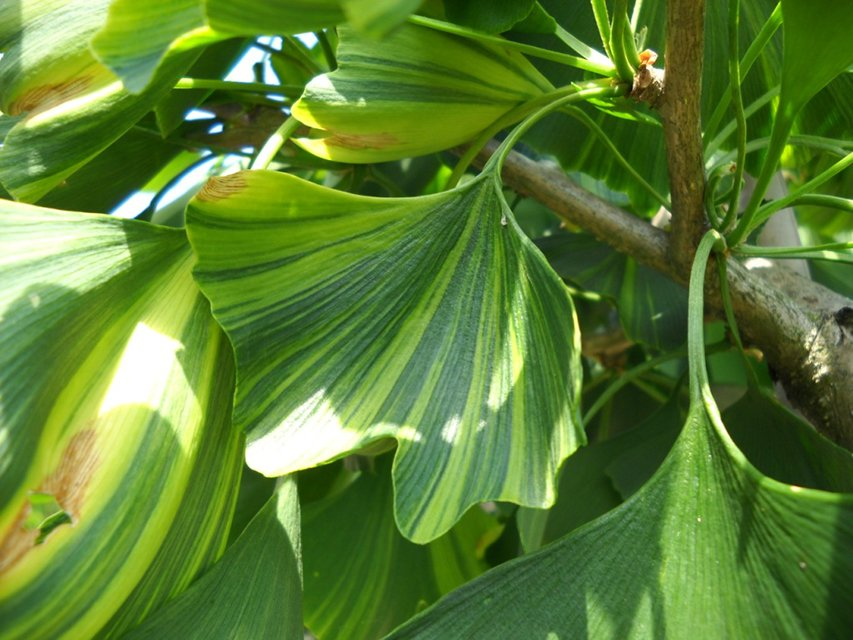 Превью изображения