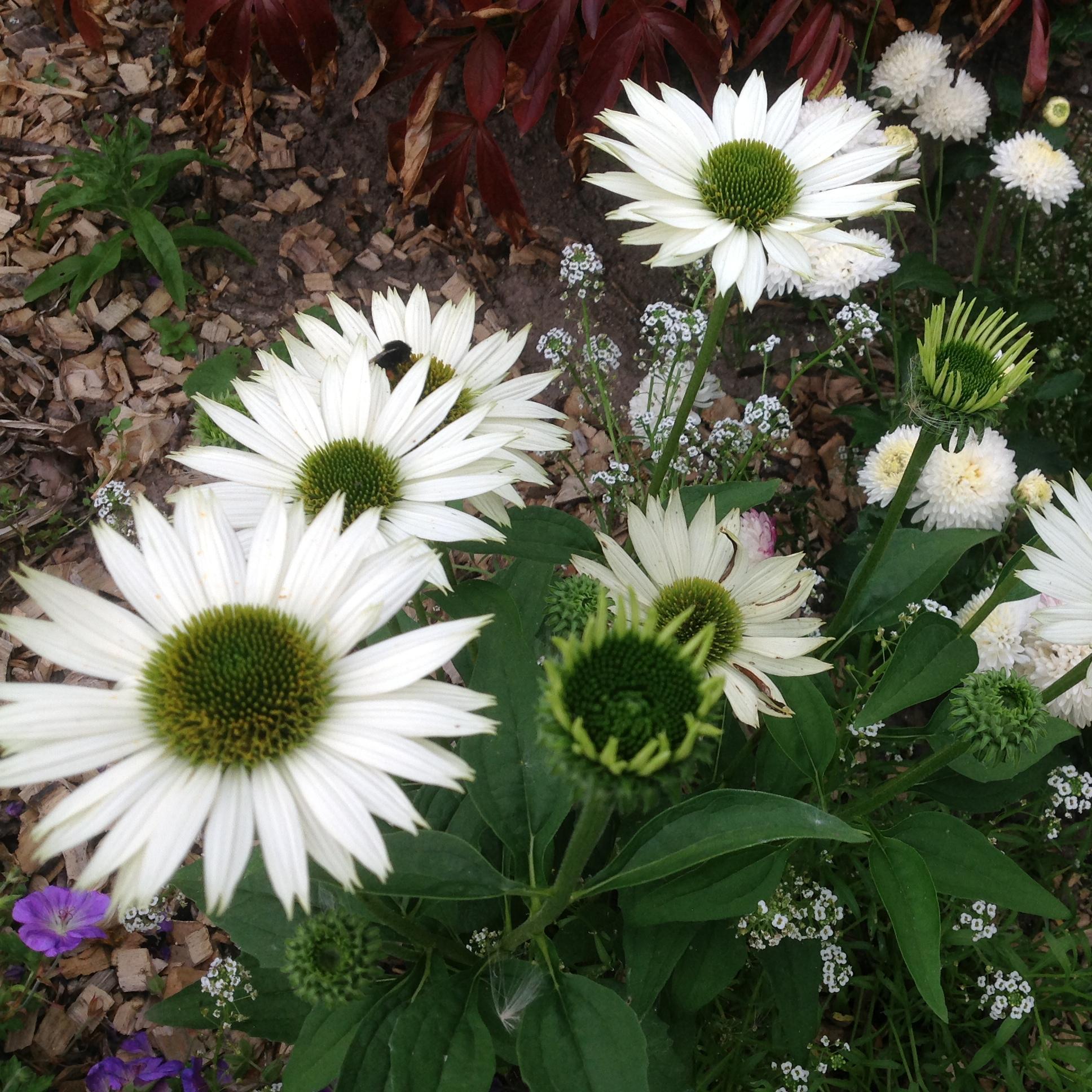 Превью изображения