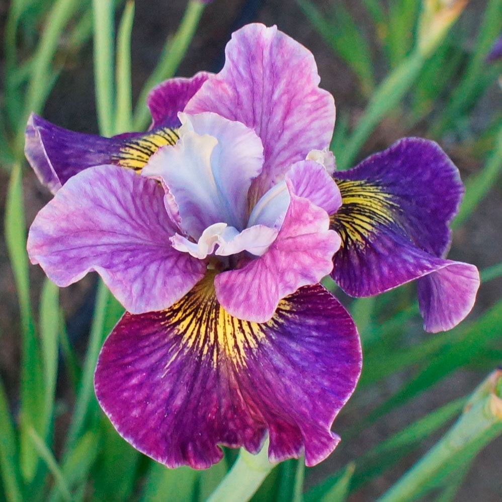 Превью изображения