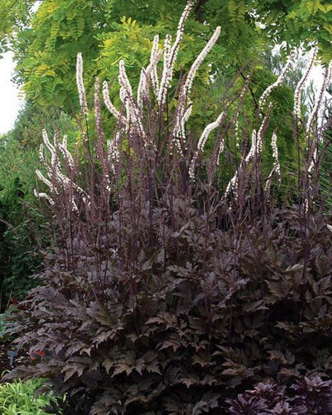 Превью изображения