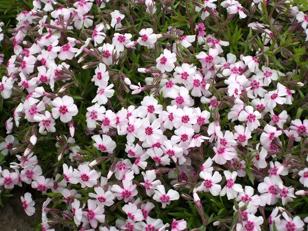 Превью изображения