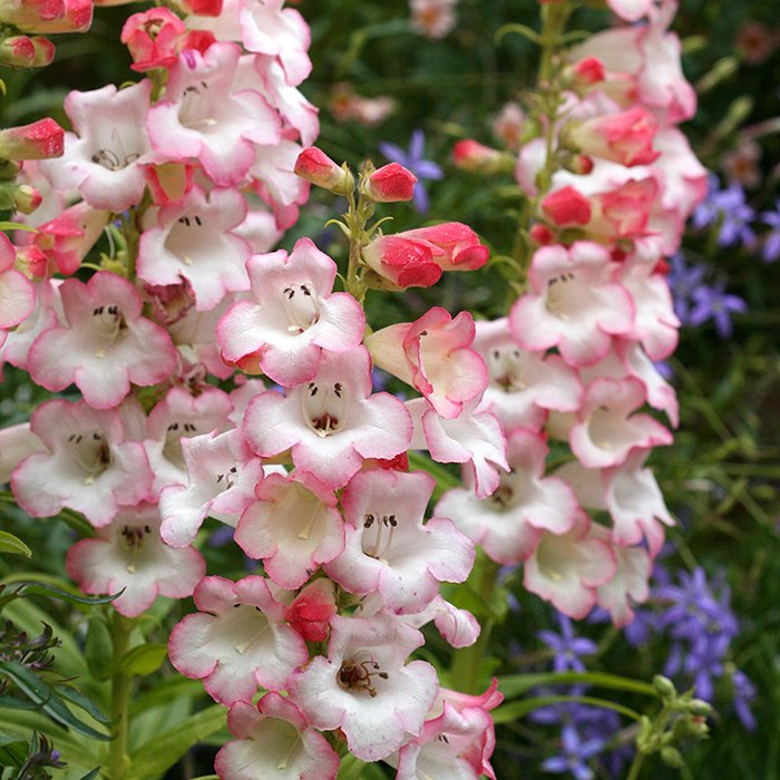 Превью изображения