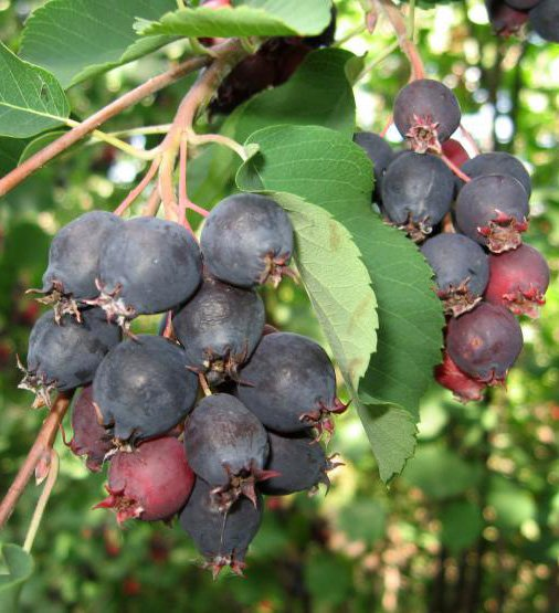 Превью изображения