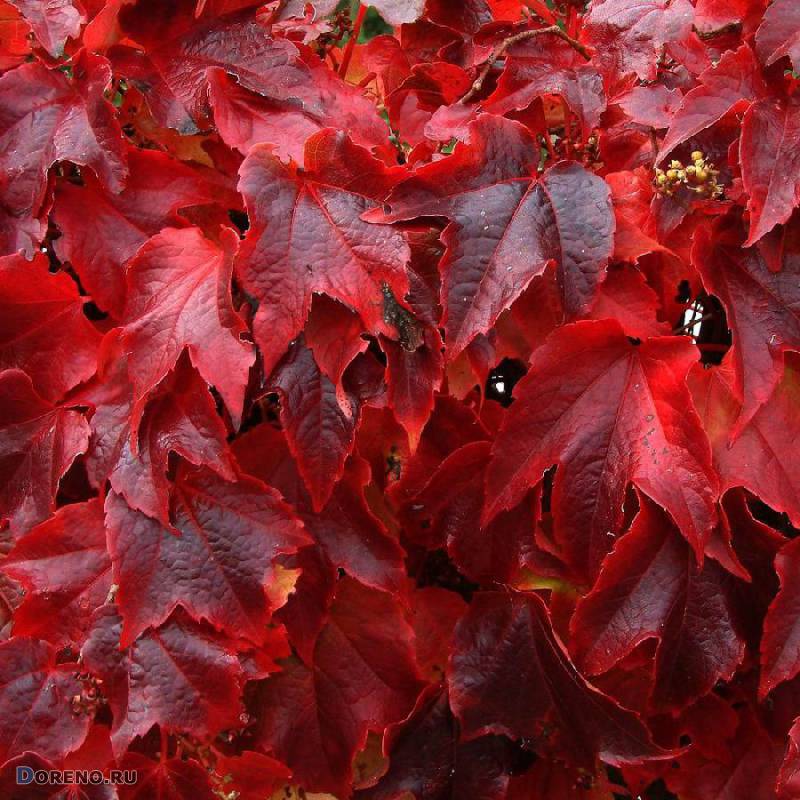 Превью изображения