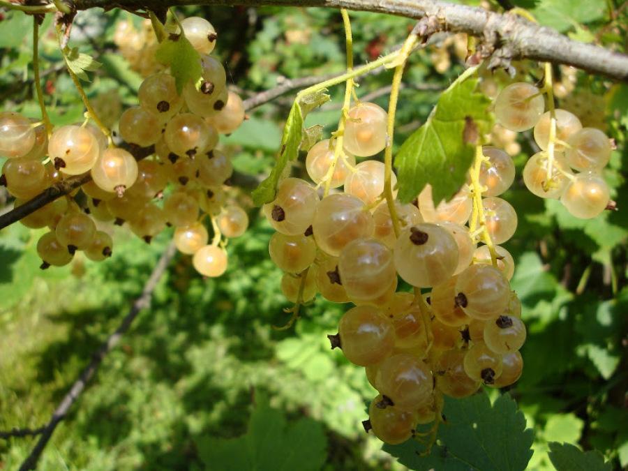 Превью изображения