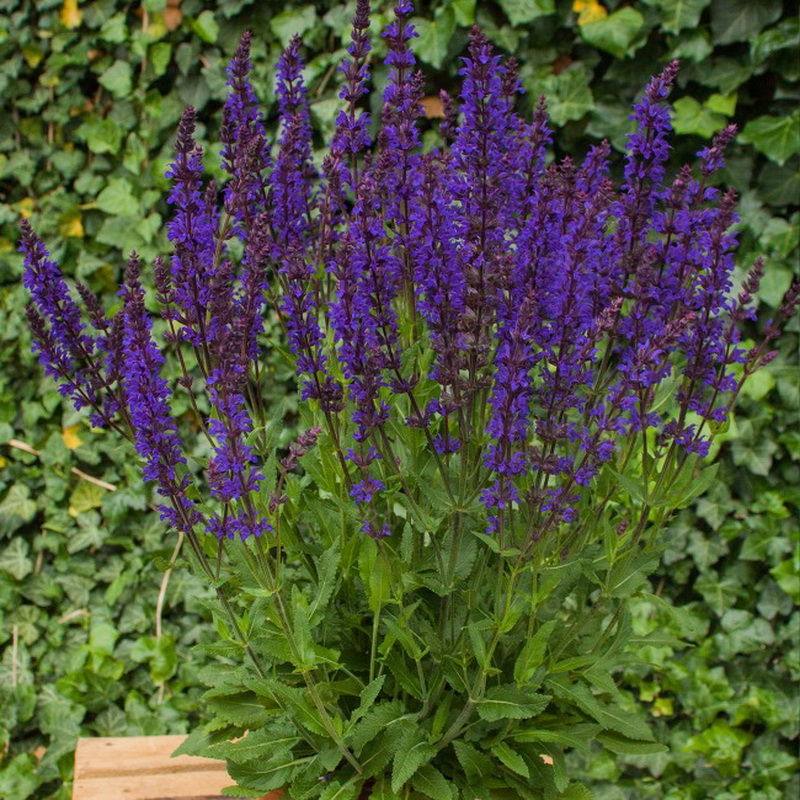 Превью изображения