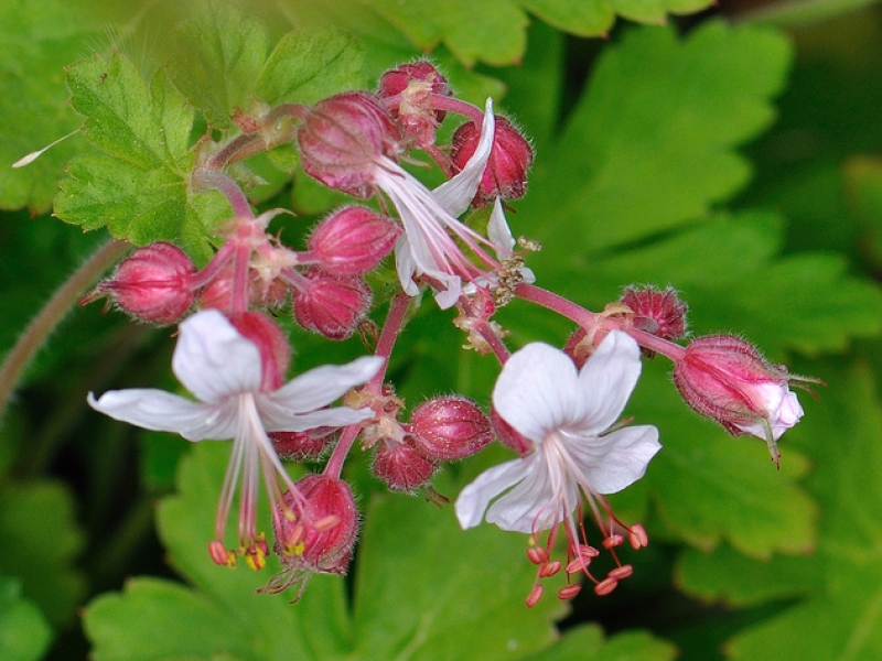 Превью изображения