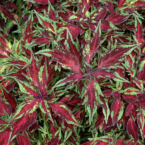 Превью изображения