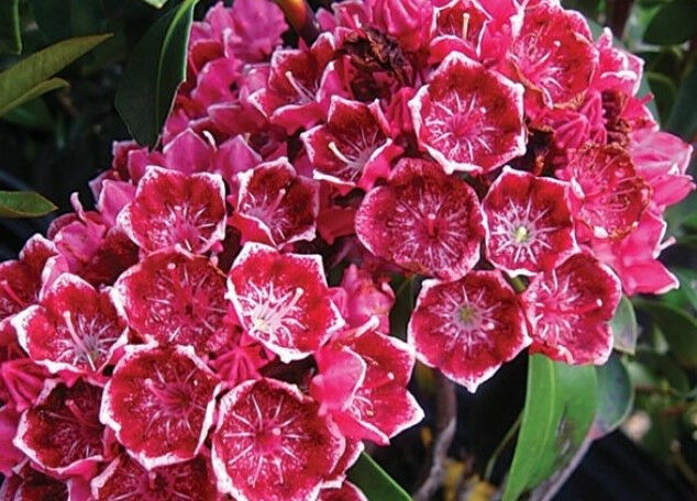 Превью изображения