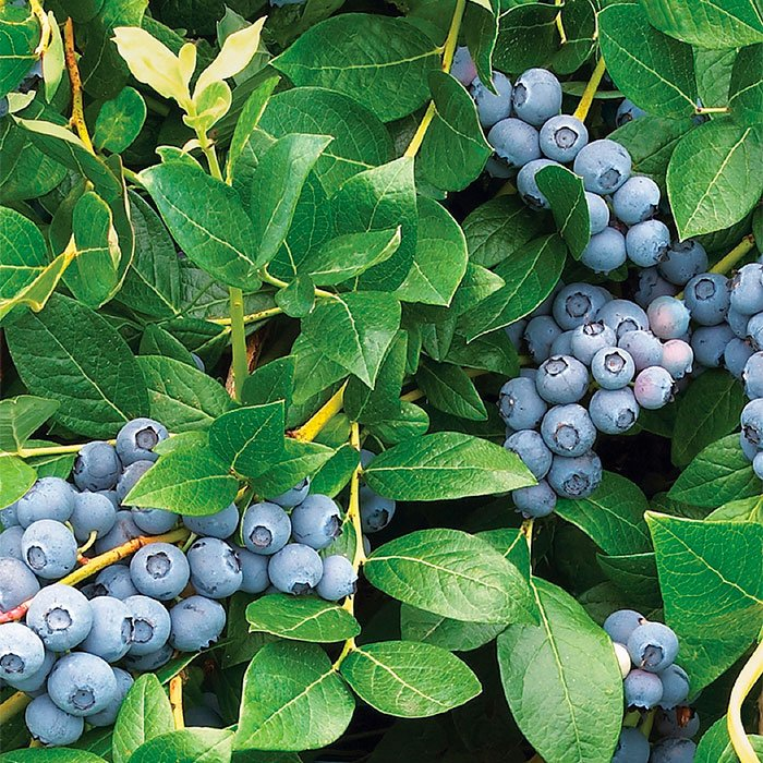 Превью изображения