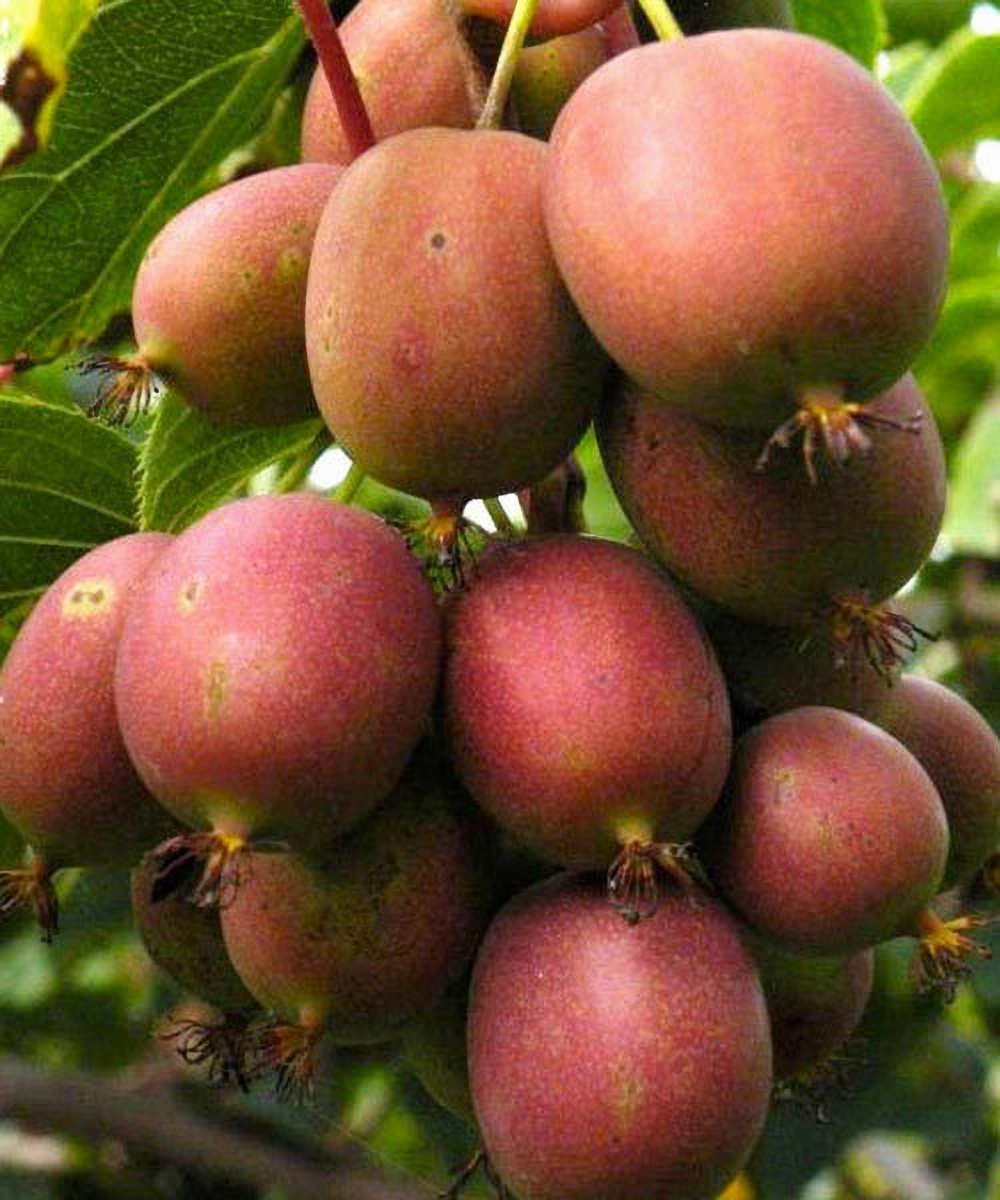 Превью изображения