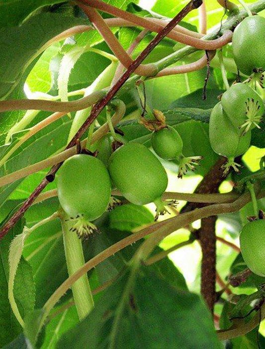 Превью изображения