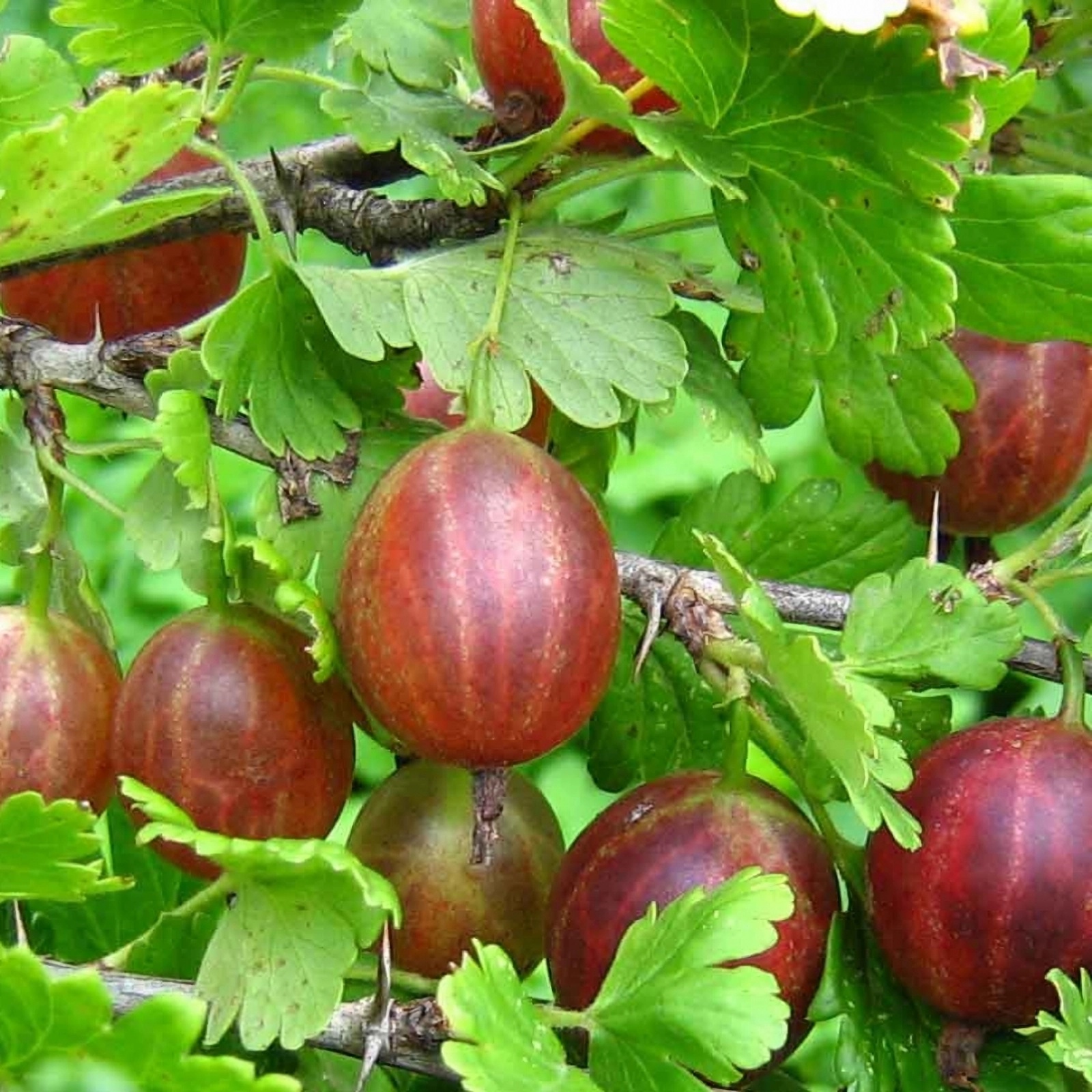 Превью изображения