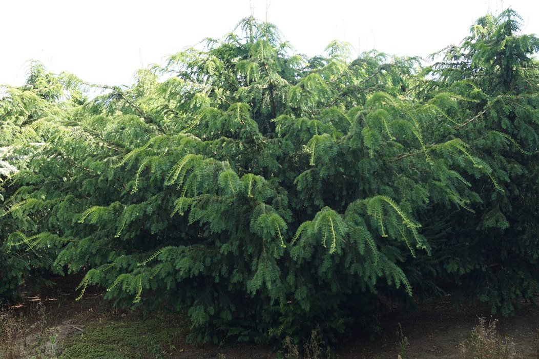 Превью изображения