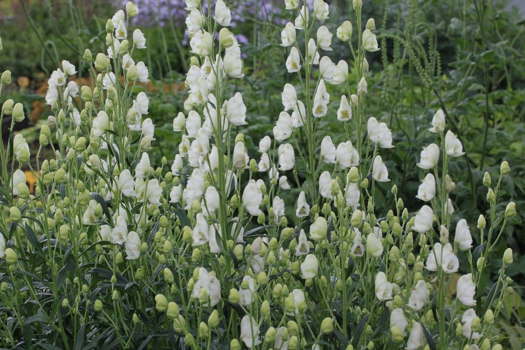 Превью изображения