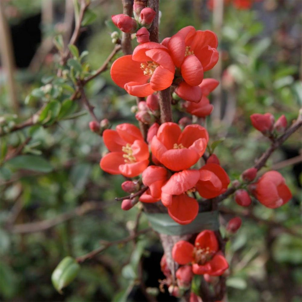 Превью изображения