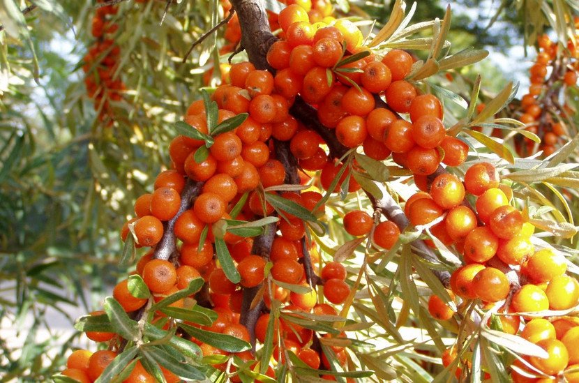 Превью изображения