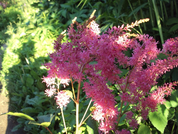 Превью изображения