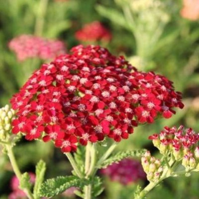 Превью изображения