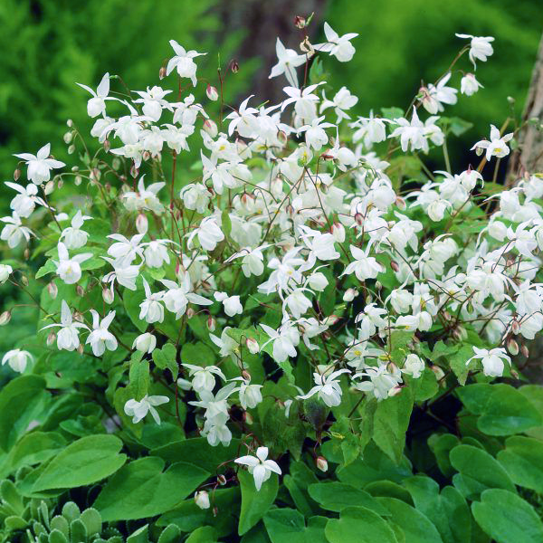 Превью изображения