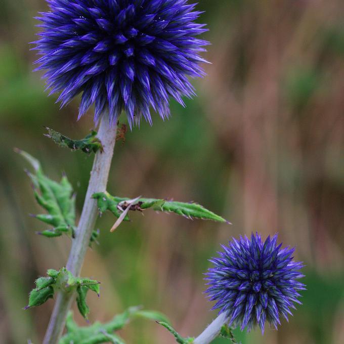 Превью изображения