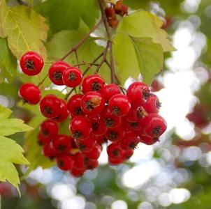 Превью изображения