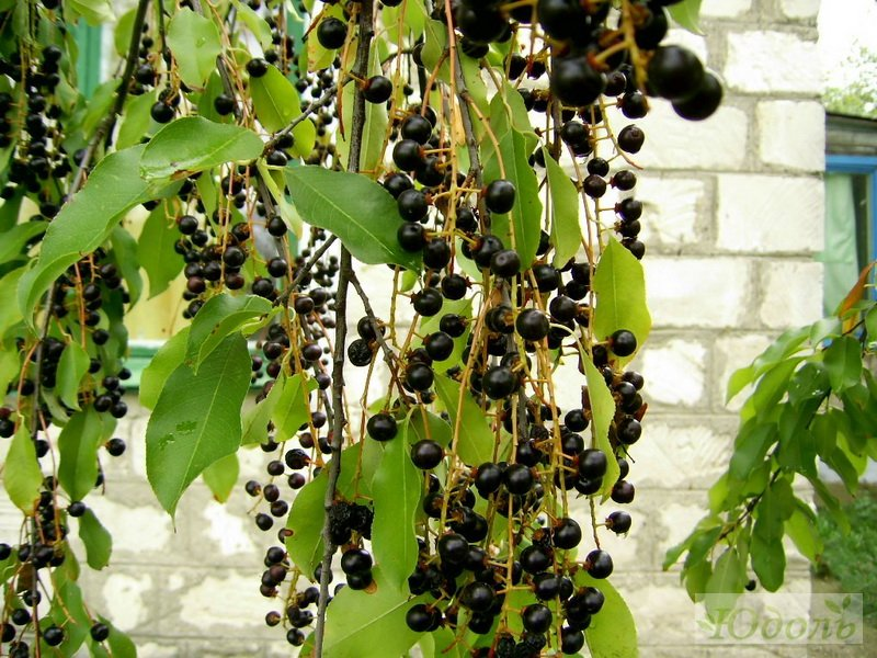 Превью изображения