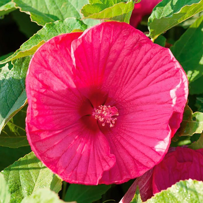 Превью изображения